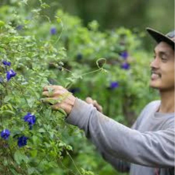 Organic Blue Butterfly Pea Flowers Harbal Tea -100% Natural Pure Premium Quality