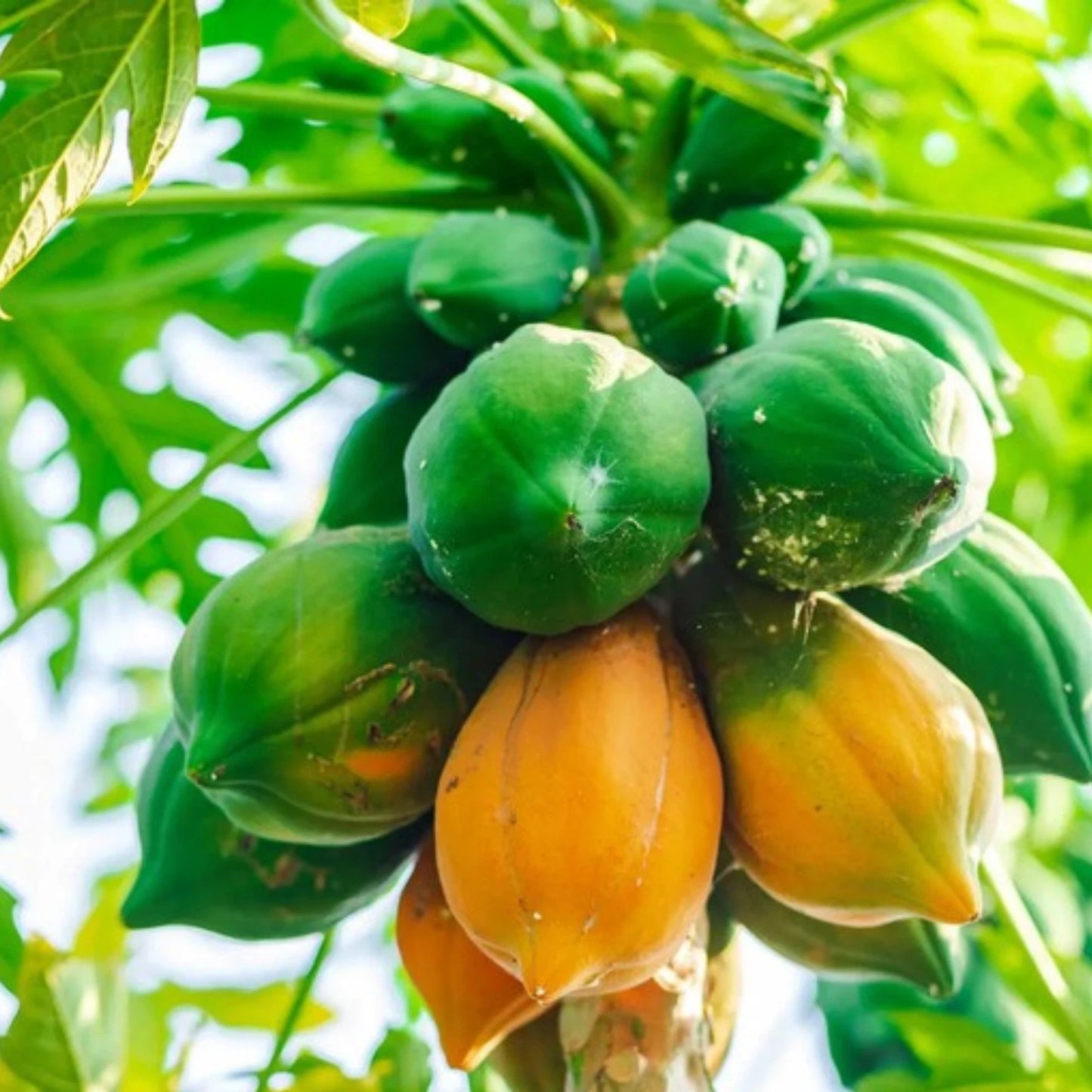 Organic Dried Papaya Fruit - 100% Natural Pure Premium Quality!