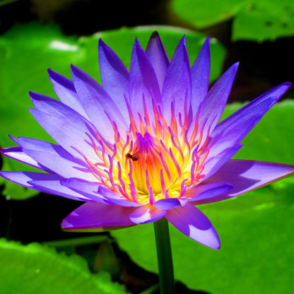 Organic Blue Lotus Flower Harbal Tea - 100% Natural Pure Premium Quality!