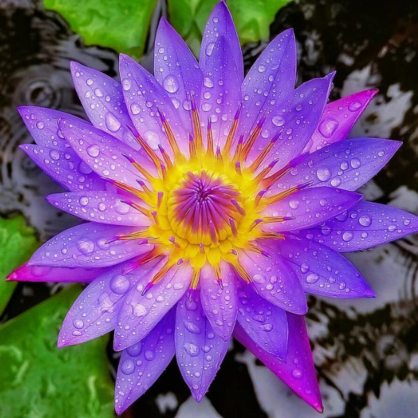 Organic Blue Lotus Flower Harbal Tea - 100% Natural Pure Premium Quality!