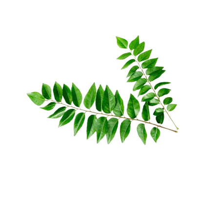 Organic Curry Leaves Powder - 100% Natural Pure Premium Quality!