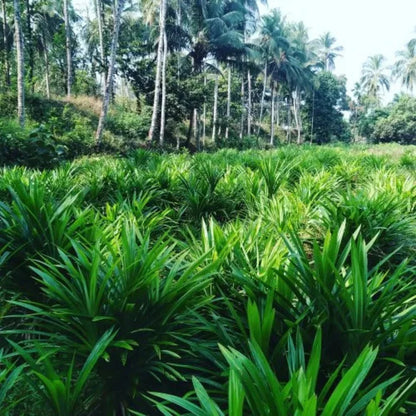 Organic pandan Leaf Harbal Tea- 100% Natural Pure Premium Quality!