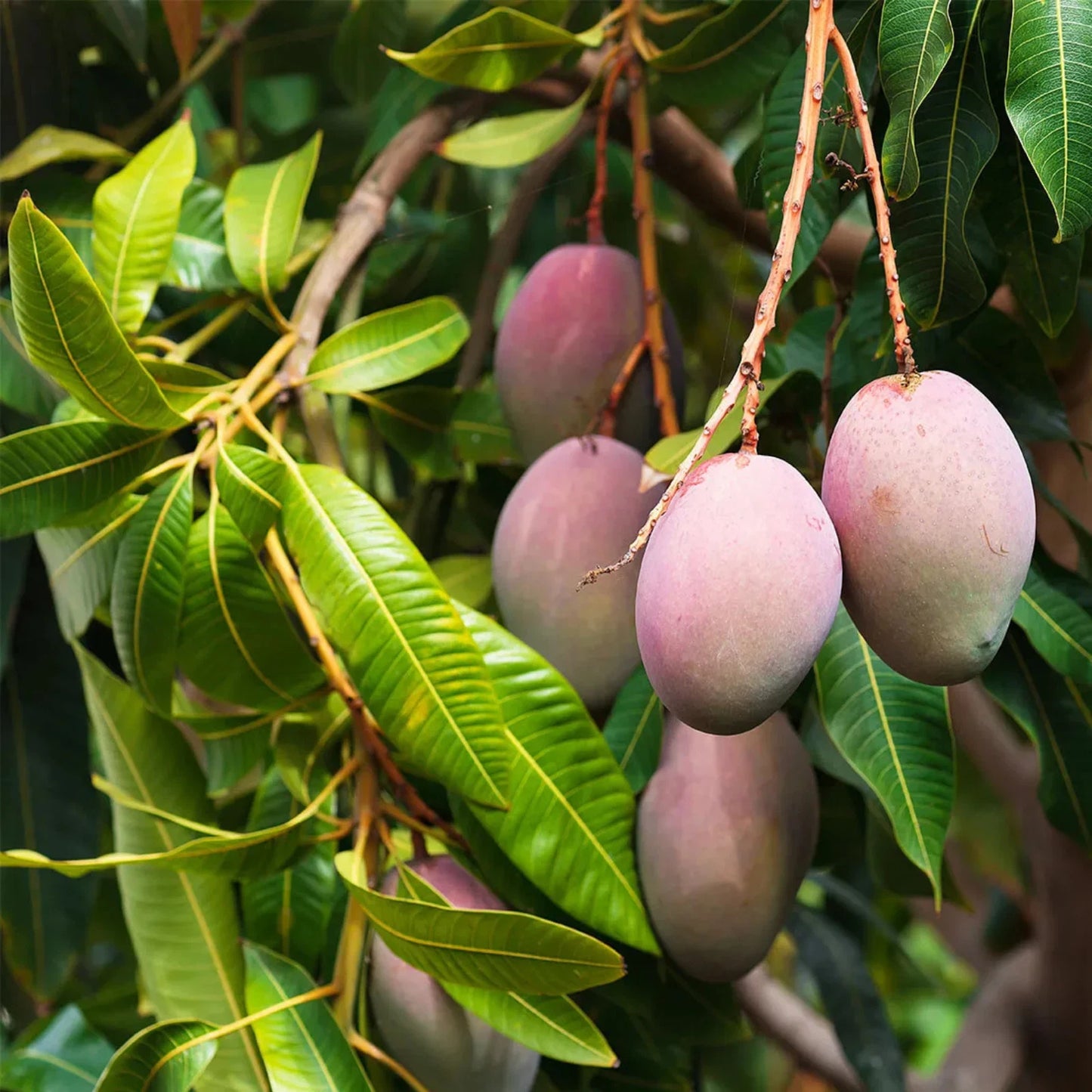 Organic Dried Mango Strips - 100% Natural Pure Premium Quality!